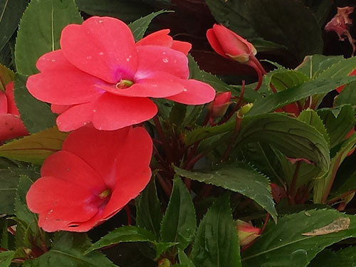 Impatiens